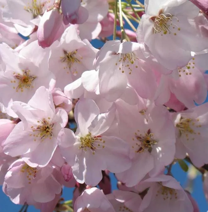 Akebono Flowering Cherry Live Plant - 6-12" Tall, 3" Pot - Outdoor Tree - Image 2