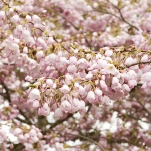 Akebono Flowering Cherry Live Plant - 6-12