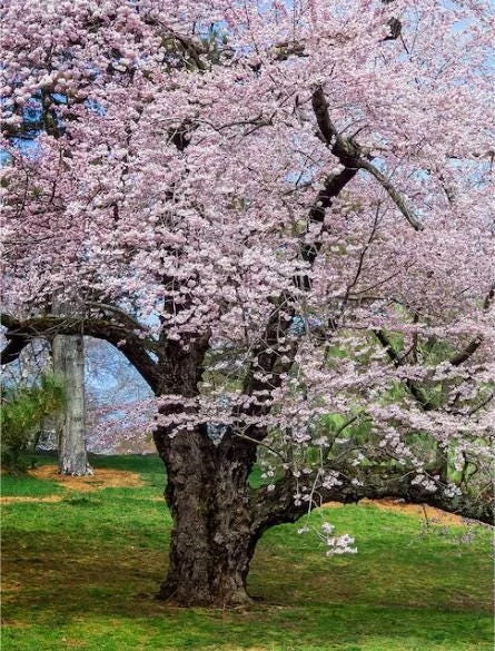 Akebono Flowering Cherry Live Plant - 6-12" Tall, 3" Pot - Outdoor Tree - Image 6