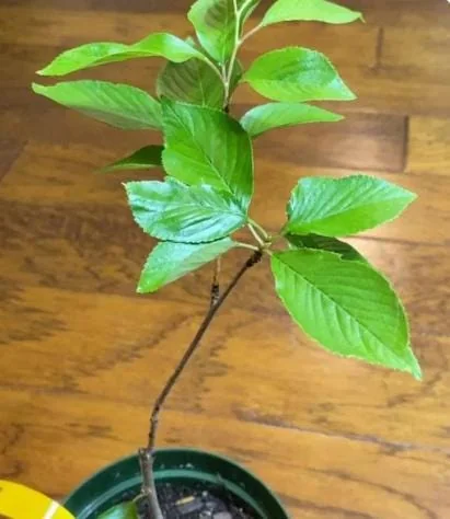 Akebono Flowering Cherry Live Plant - 6-12" Tall, 3" Pot - Outdoor Tree - Image 7