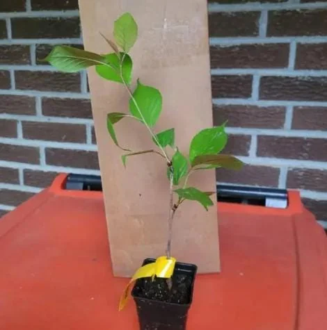 Akebono Flowering Cherry Live Plant - 6-12" Tall, 3" Pot - Outdoor Tree - Image 8