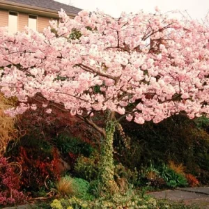 Akebono Flowering Cherry Tree – Live Plant – 3-4 Feet Tall – Grafted – 3 Gallon Pot – Outdoor - Image 1