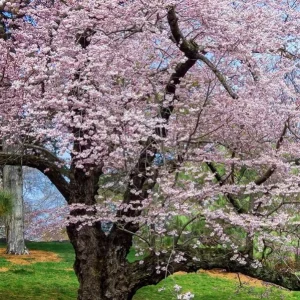 Akebono Flowering Cherry Tree Live Plant – 6-12" Tall Seedling – Outdoor Ornamental Tree - Image 2