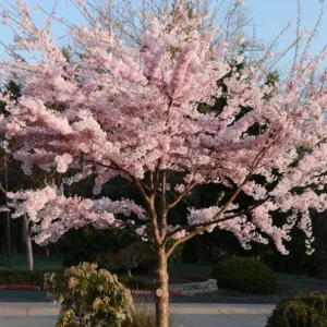 Akebono Flowering Cherry Tree Live Plant – 6-12