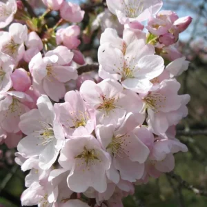 Akebono Flowering Cherry Tree Live Plant – 6-12