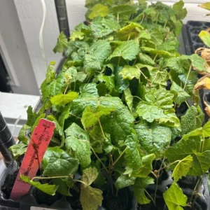 Alachua Black Muscadine Grape Vine - Live Plant - Self-Fertile Fruit Vine - Image 7