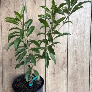 Alano Brown Sugar Sapodilla Live Plant - Grafted, 3 Gallon Pot, Fruiting Tree - Image 2