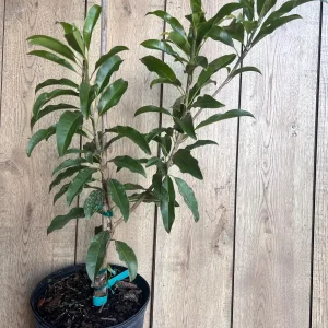 Alano Brown Sugar Sapodilla Live Plant - Grafted, 3 Gallon Pot, Fruiting Tree - Image 8