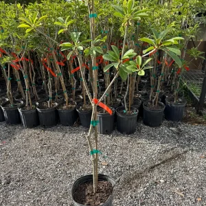 Alano Sapodilla Live Tree – 3 Gallon, 3-4 Feet Tall – Tropical Fruit Plant - Image 3