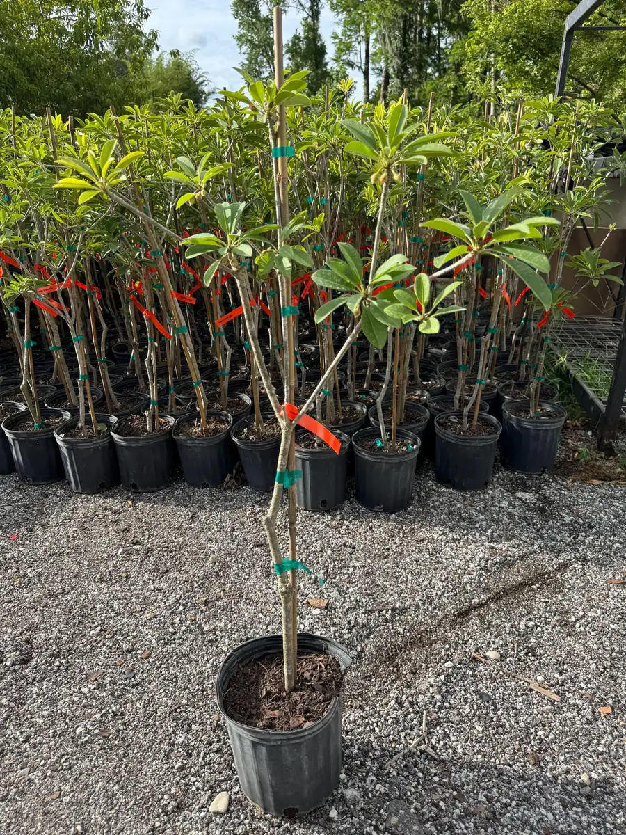 Alano Sapodilla Live Tree – 3 Gallon, 3-4 Feet Tall – Tropical Fruit Plant - Image 3