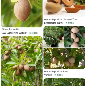 Alano Sapodilla Live Tree – 3 Gallon, 3-4 Feet Tall – Tropical Fruit Plant - Image 1