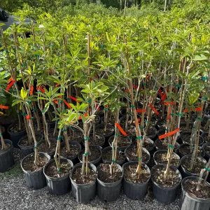 Alano Sapodilla Live Tree – 3 Gallon, 3-4 Feet Tall – Tropical Fruit Plant - Image 4