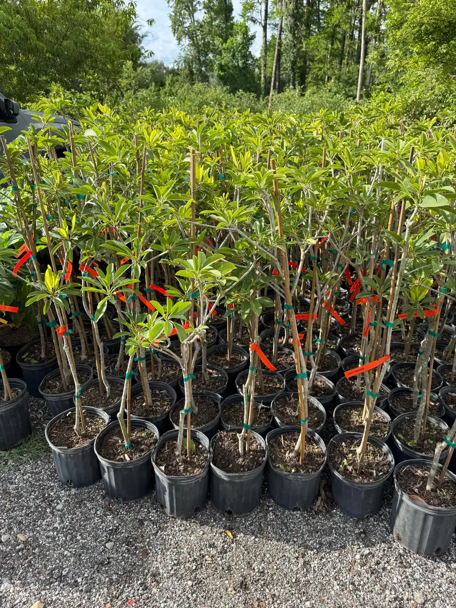 Alano Sapodilla Live Tree – 3 Gallon, 3-4 Feet Tall – Tropical Fruit Plant - Image 4