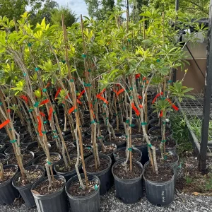 Alano Sapodilla Live Tree – 3 Gallon, 3-4 Feet Tall – Tropical Fruit Plant - Image 5