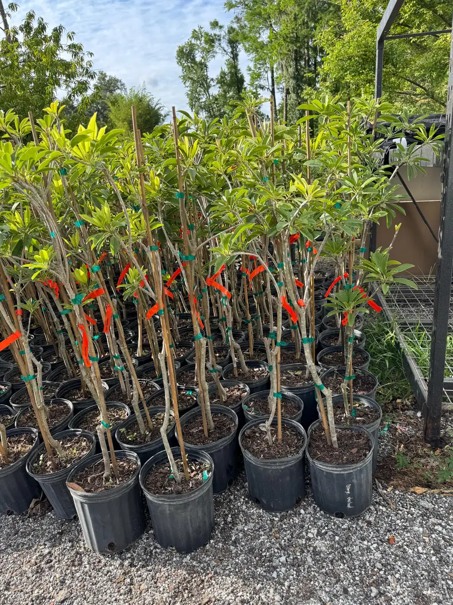 Alano Sapodilla Live Tree – 3 Gallon, 3-4 Feet Tall – Tropical Fruit Plant - Image 5