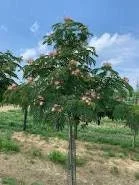 Albizia Julibrissin 'E. H. Wilson' Silk Tree Live Plant – 3 Feet Tall – Pink Flowers - Image 2