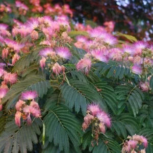 Albizia Julibrissin 'E. H. Wilson' Silk Tree Live Plant – 3 Feet Tall – Pink Flowers - Image 3