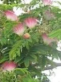 Albizia Julibrissin 'E. H. Wilson' Silk Tree Live Plant – 3 Feet Tall – Pink Flowers - Image 1