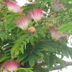 Albizia julibrissin 'E.H. Wilson' Mimosa Tree - Live Plant, 3 Ft Tall, 3 Gallon Pot - Image 1