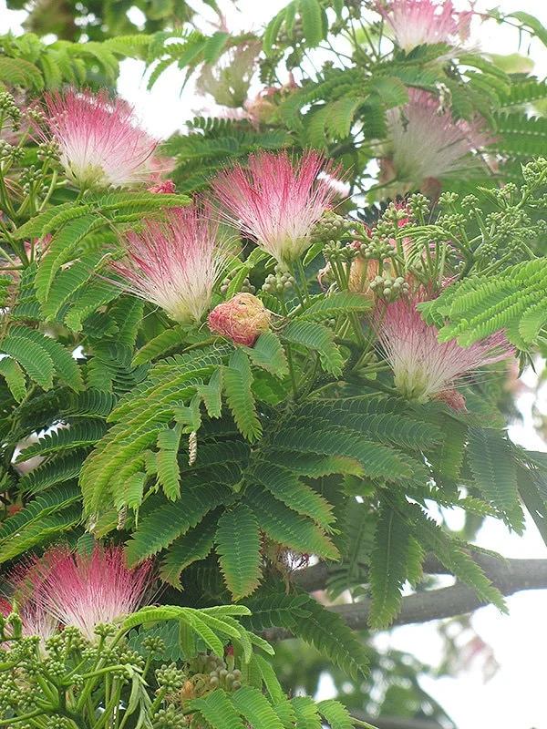 Albizia julibrissin 'E.H. Wilson' Mimosa Tree - Live Plant, 3 Ft Tall, 3 Gallon Pot - Image 1