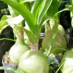 Albuca Bracteata Pregnant Onion Seeds - 10 Rare Exotic Bulb Seeds Indoor/Outdoor - Image 1