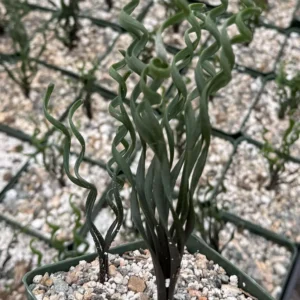 Albuca Bruce Bayeri Curly Grass Live Plant – Rare Succulent in 4” Pot – Indoor/Outdoor - Image 2