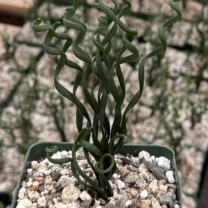 Albuca Bruce Bayeri Curly Grass Live Plant – Rare Succulent in 4” Pot – Indoor/Outdoor - Image 1