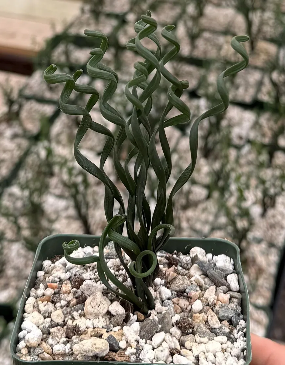 Albuca Bruce Bayeri Curly Grass Live Plant – Rare Succulent in 4” Pot – Indoor/Outdoor - Image 1