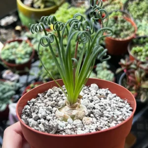 Albuca Spiralis Live Plant - Frizzle Sizzle Succulent - Curly Grass 4 inch pot - Image 3