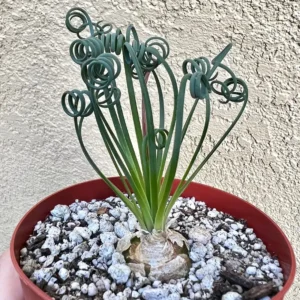 Albuca Spiralis Live Plant - Frizzle Sizzle Succulent - Curly Grass 4 inch pot - Image 1