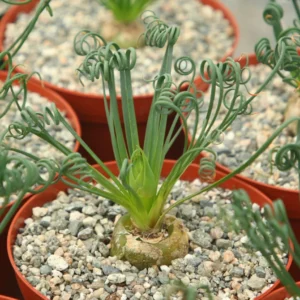 Albuca Spiralis Live Plant - Frizzle Sizzle Succulent - Curly Grass 4 inch pot - Image 4
