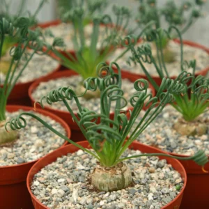 Albuca Spiralis Live Plant - Frizzle Sizzle Succulent - Curly Grass 4 inch pot - Image 5