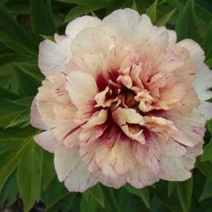 All That Jazz Itoh Peony Bare Root Plant - 2-3 Eye, Fragrant Double Blooms - Image 1