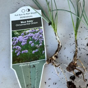 Allium Blue Eddy Live Plant – Ornamental Onion – Pollinator Garden - Image 4
