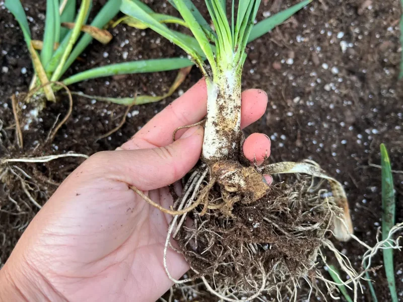 Allium 'Bubble Bath' Ornamental Onion Live Roots - Perennial