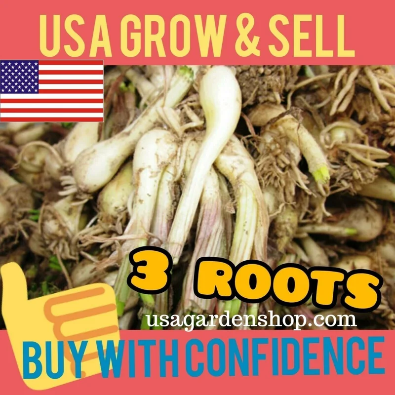 Allium chinense Rakkyo Live Herb Root - Củ Kiệu Jiaotou - Edible Chive for Indoor/Outdoor - Image 2