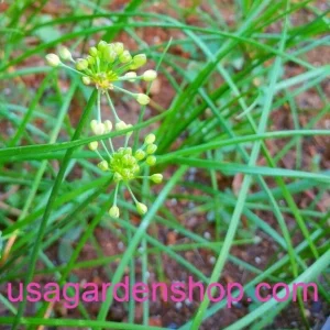 Allium chinense Rakkyo Live Herb Root - Củ Kiệu Jiaotou - Edible Chive for Indoor/Outdoor - Image 3