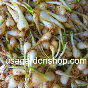 Allium chinense Rakkyo Live Herb Root - Củ Kiệu Jiaotou - Edible Chive for Indoor/Outdoor - Image 4