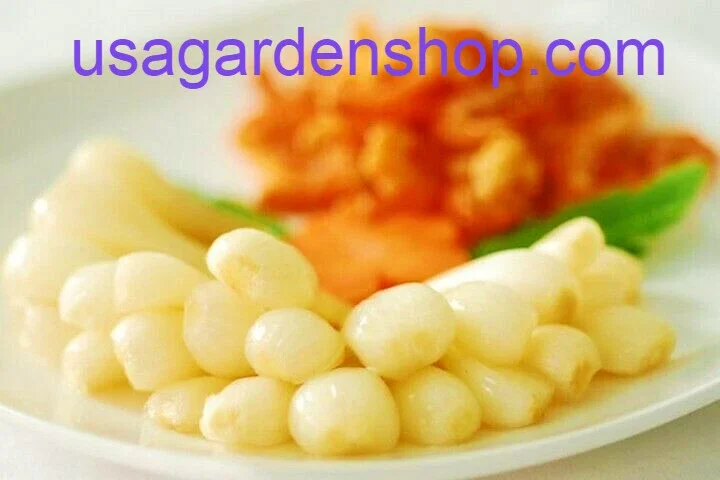 Allium chinense Rakkyo Live Herb Root - Củ Kiệu Jiaotou - Edible Chive for Indoor/Outdoor - Image 6