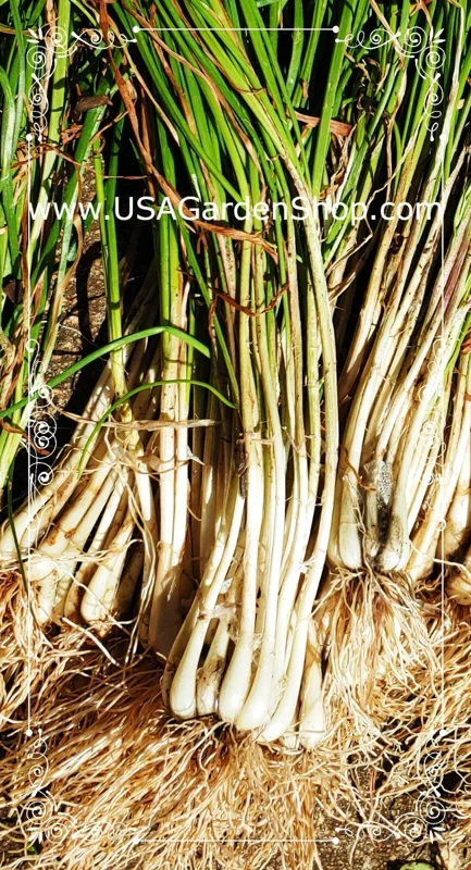 Allium chinense Rakkyo Live Herb Root - Củ Kiệu Jiaotou - Edible Chive for Indoor/Outdoor - Image 7