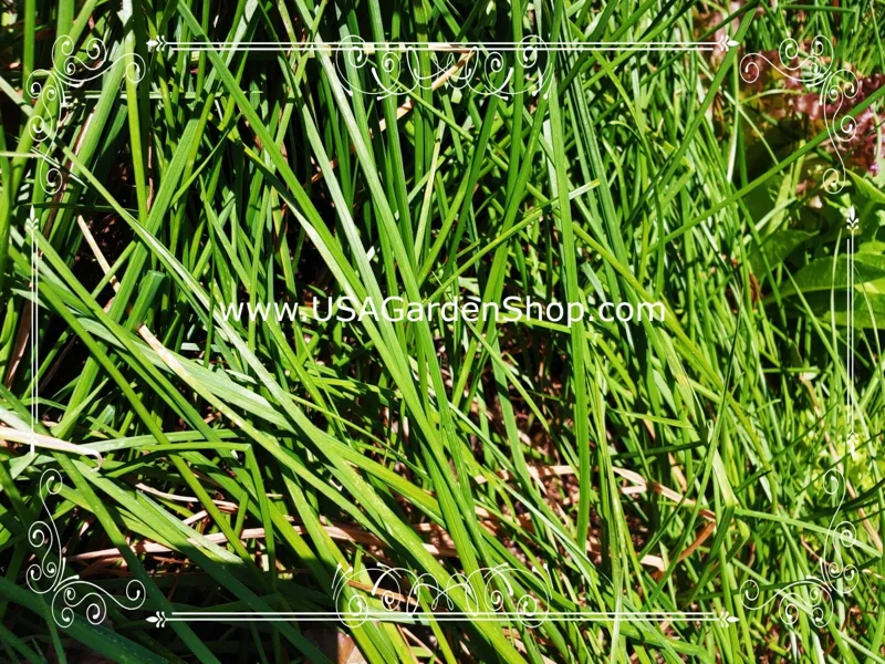 Allium chinense Rakkyo Live Herb Root - Củ Kiệu Jiaotou - Edible Chive for Indoor/Outdoor - Image 9