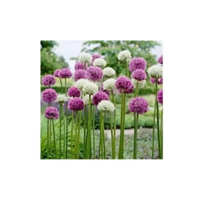 Allium Mix Bulbs - Purple Ornamental Onion Flowers - Deer Resistant - 32-36 in Tall - Image 2