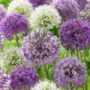 Allium Purple Blend Bulbs - Large 4-6 Inch Flowers, Deer Resistant - Image 1