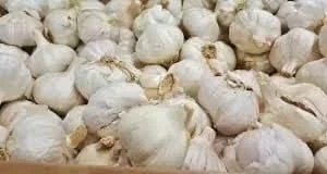 Allium Purple Blend Bulbs - Large 4-6 Inch Flowers, Deer Resistant - Image 2