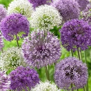 Allium Purple Blend Bulbs - Large 4-6 Inch Flowers, Deer Resistant - Image 1