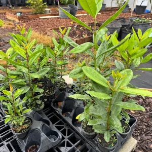 Allspice Live Plant - 4 inch Pot, 1-2 Feet Tall - Indoor/Outdoor Spice Herb - Image 2