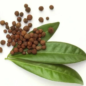 Allspice Live Plant - 4 inch Pot, 1-2 Feet Tall - Indoor/Outdoor Spice Herb - Image 1