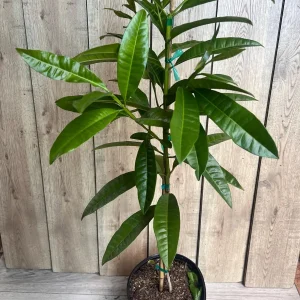 Allspice Live Plant (Pimenta dioica) 3 Gallon Pot - Culinary & Ornamental Tree - Image 8