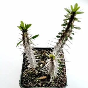 Alluaudia procera 'Madagascar Ocotillo' Succulent Live Plant - Drought Tolerant - Image 2