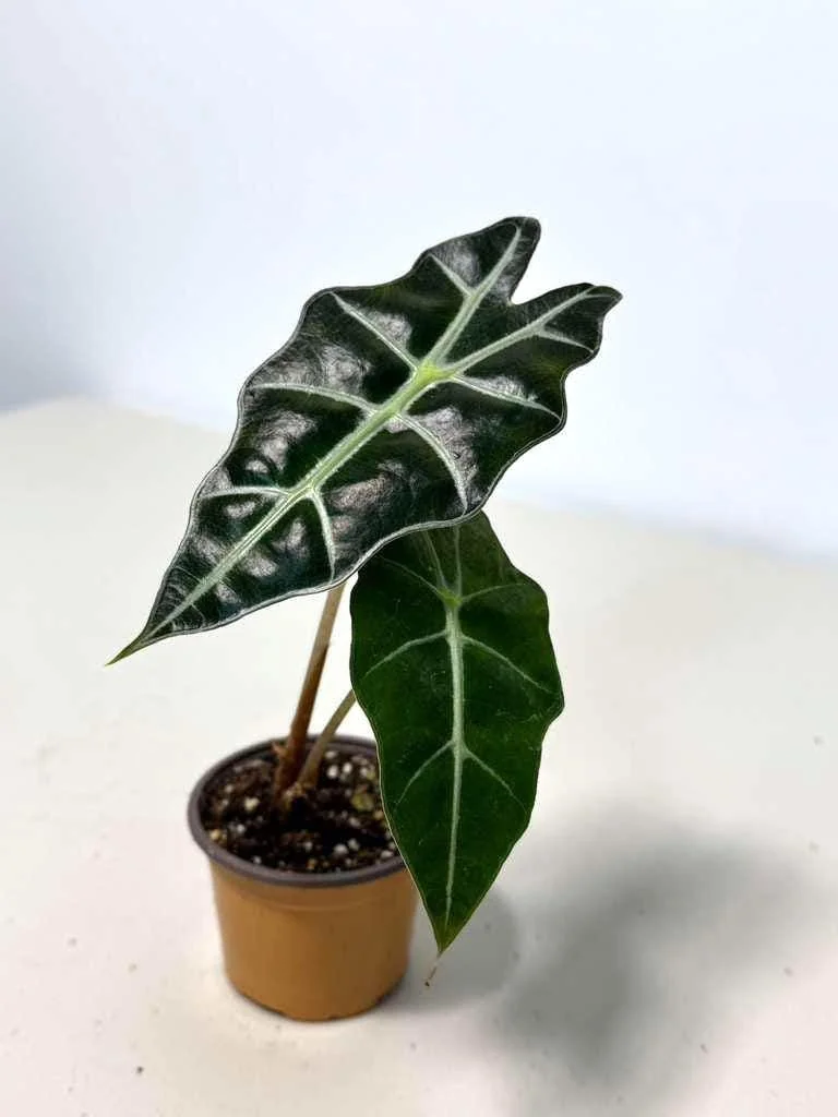 Alocasia Bambino Arrow Live Plant – 2 inch Nursery Pot – African Mask Plant – Indoor Elephant Ear - Image 2
